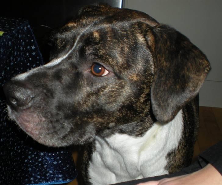 Blanding af racer Constantin billede 3