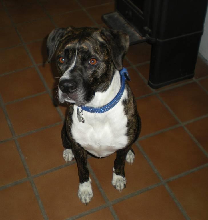 Blanding af racer Constantin billede 4