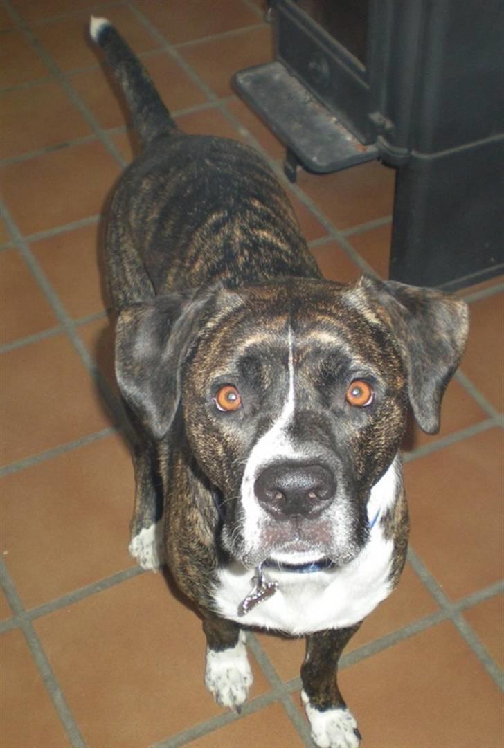 Blanding af racer Constantin billede 5