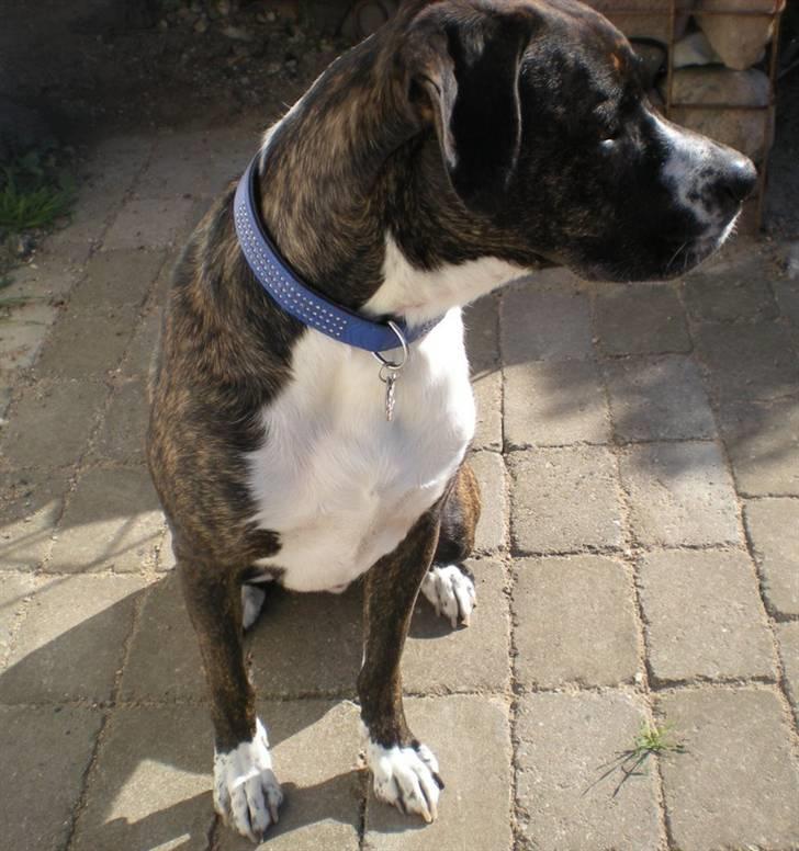 Blanding af racer Constantin billede 6