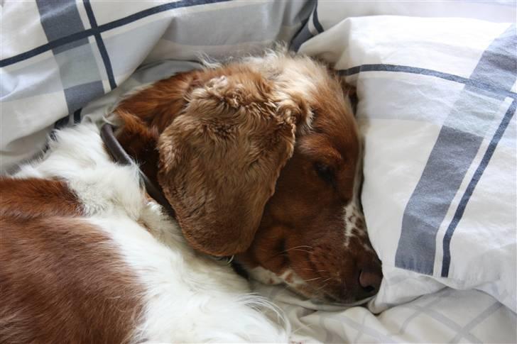 Welsh springer spaniel antika billede 1