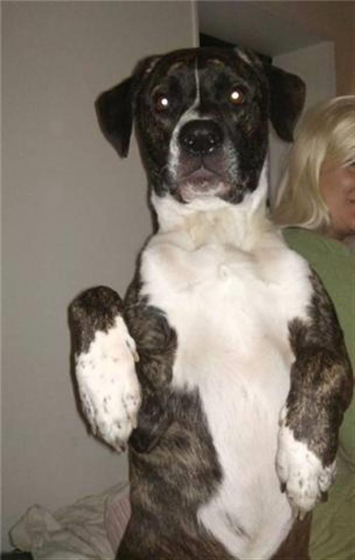 Blanding af racer Constantin billede 7