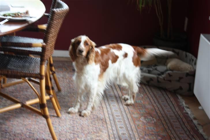 Welsh springer spaniel antika billede 2