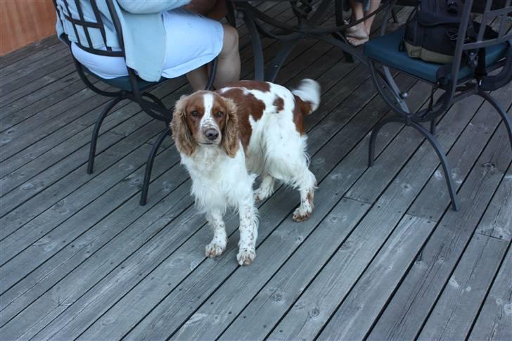 Welsh springer spaniel antika billede 3