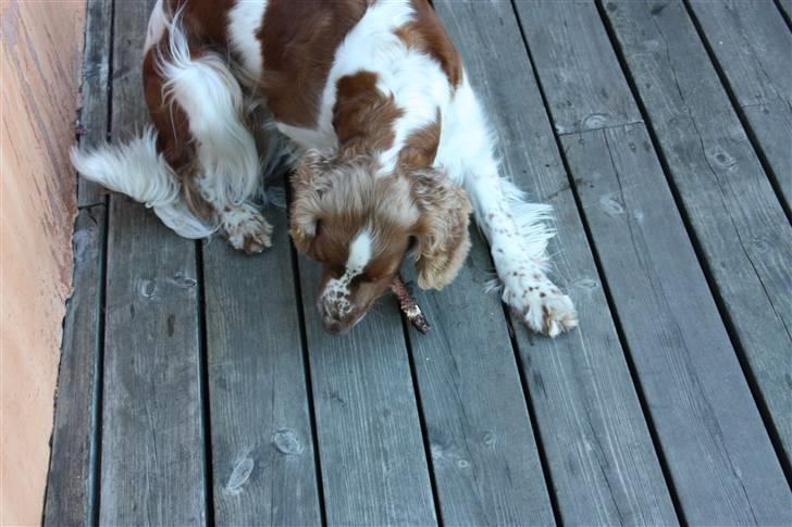 Welsh springer spaniel antika billede 4