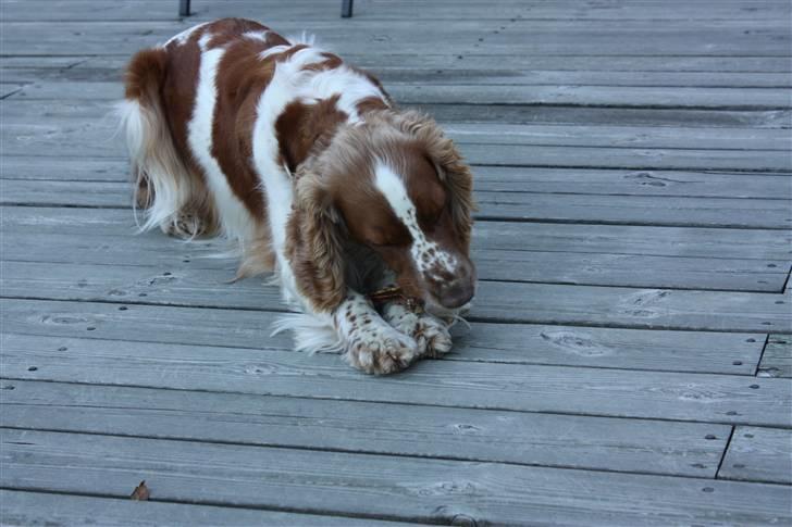 Welsh springer spaniel antika billede 5