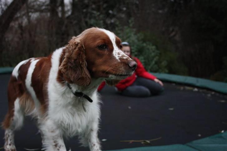 Welsh springer spaniel antika billede 6