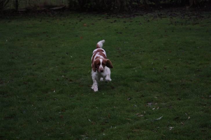 Welsh springer spaniel antika billede 7