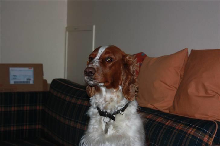 Welsh springer spaniel antika billede 8