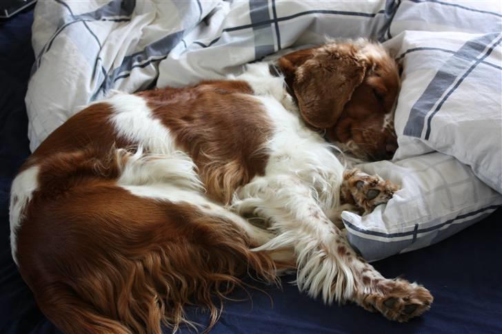 Welsh springer spaniel antika billede 9