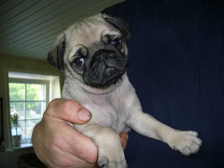 Mops Gustav - Smukke smukke Gustav billede 1