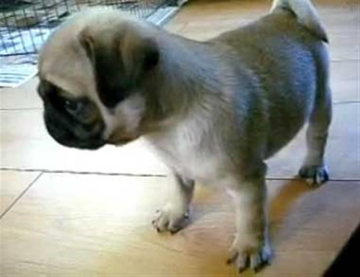 Mops Gustav billede 2