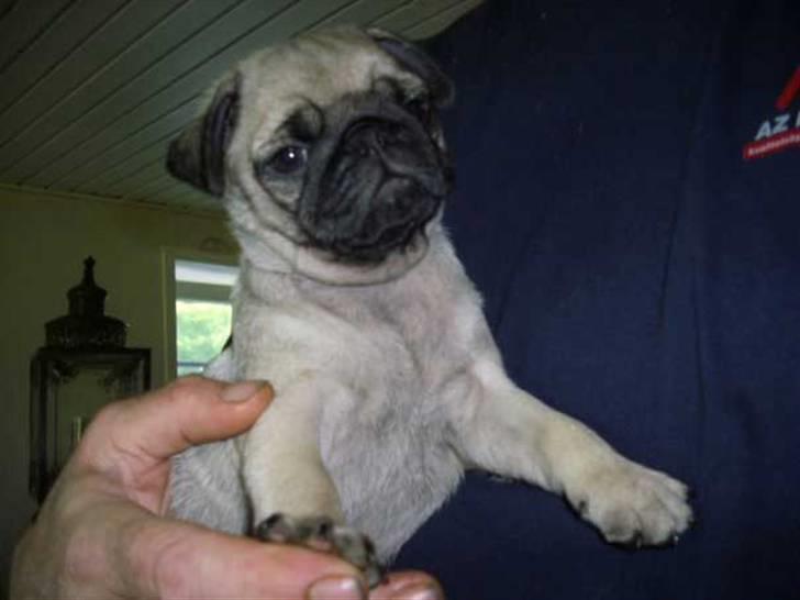 Mops Gustav billede 3