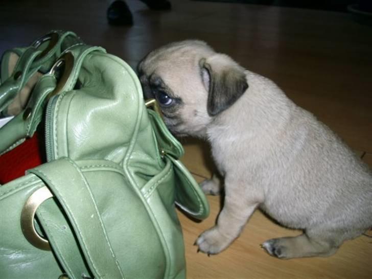 Mops Gustav billede 4