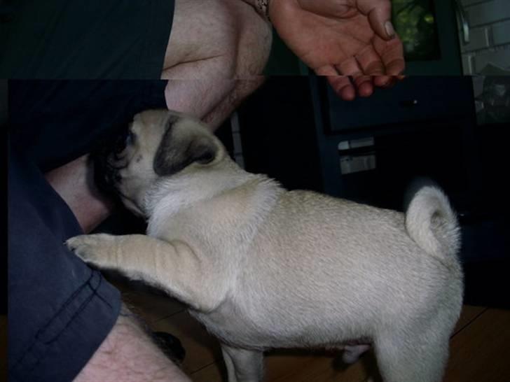 Mops Gustav billede 5