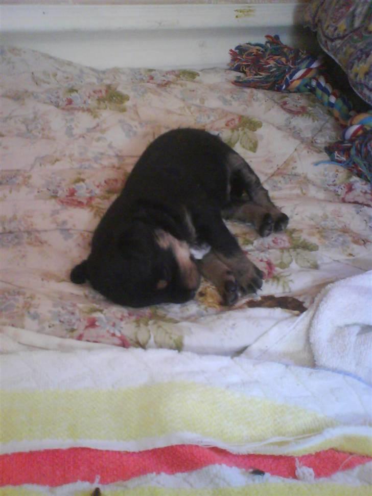 Blanding af racer ||Bølle<3 SOLGT|| - se lige hvor sød han ser ud<3<3<3 billede 1