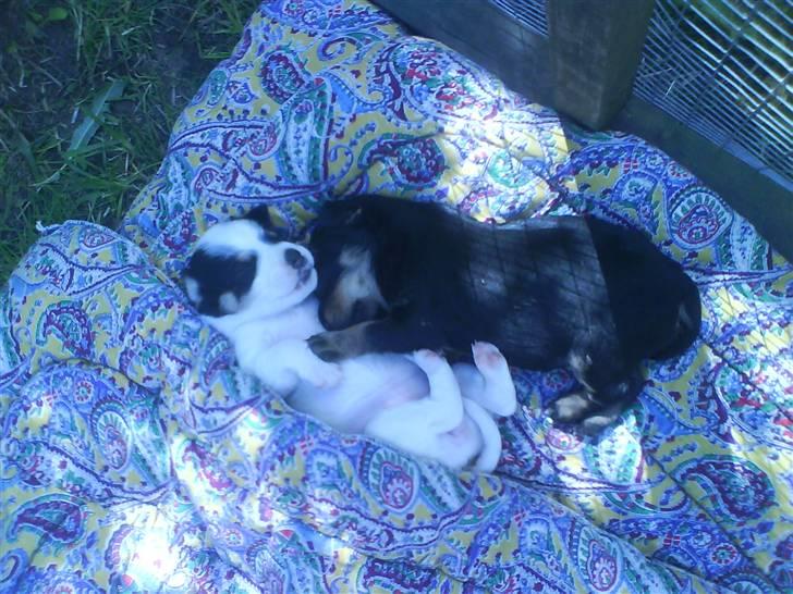 Blanding af racer ||Bølle<3 SOLGT|| billede 2