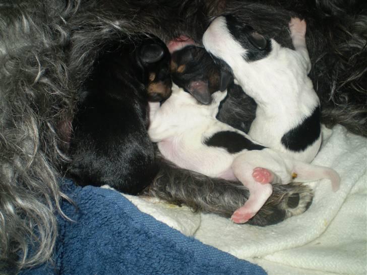 Blanding af racer ||Bølle<3 SOLGT|| - den dag hvor han kom her til<3<3<3 billede 3