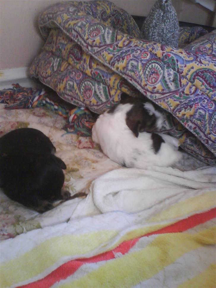 Blanding af racer ||Bølle<3 SOLGT|| billede 4