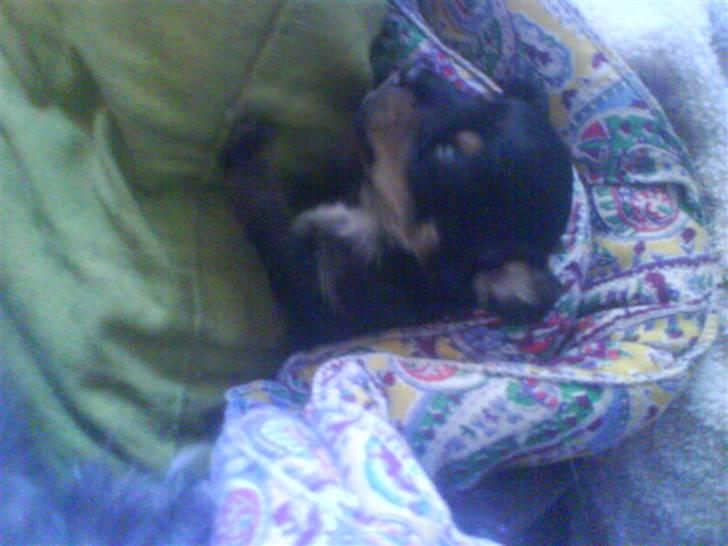 Blanding af racer ||Bølle<3 SOLGT|| billede 5