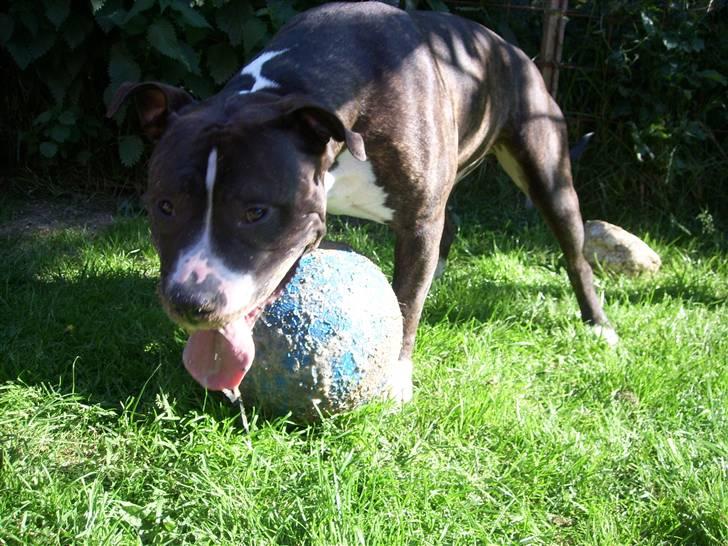 Blanding af racer Kato billede 20