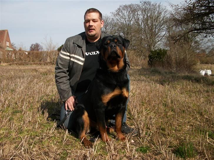 Rottweiler Ace billede 1