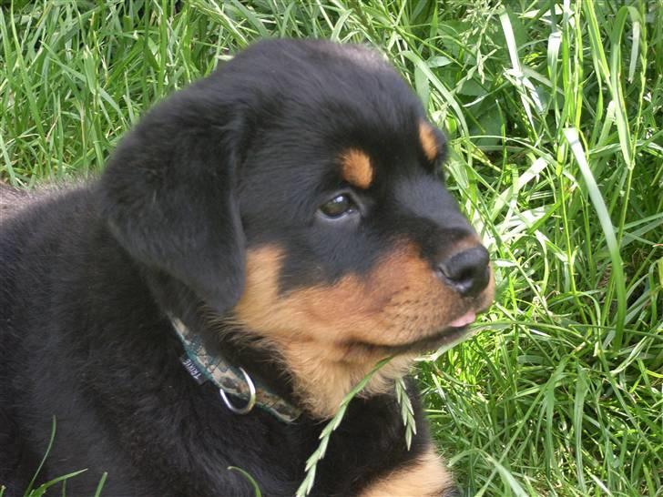 Rottweiler Ace billede 3