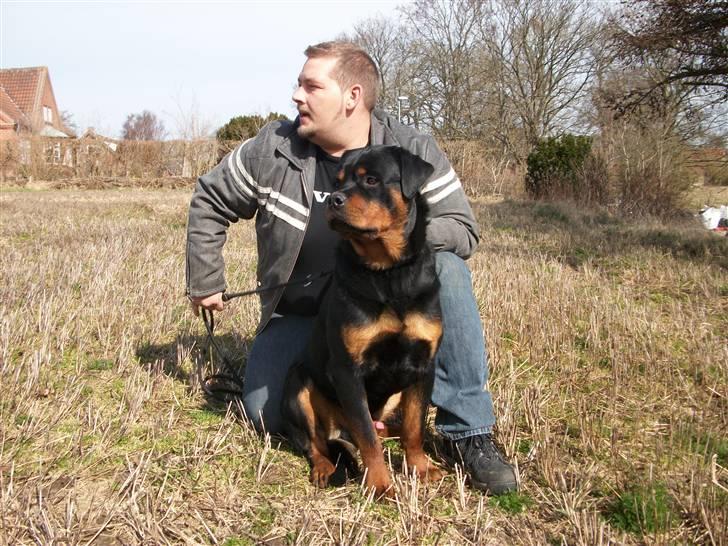 Rottweiler Ace billede 6