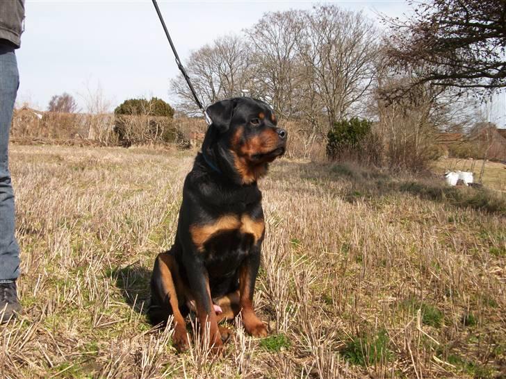 Rottweiler Ace billede 7