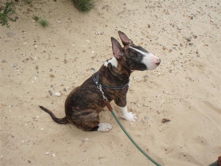 Bullterrier Hemingway  billede 4