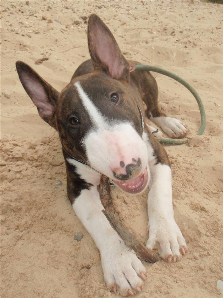 Bullterrier Hemingway  billede 5