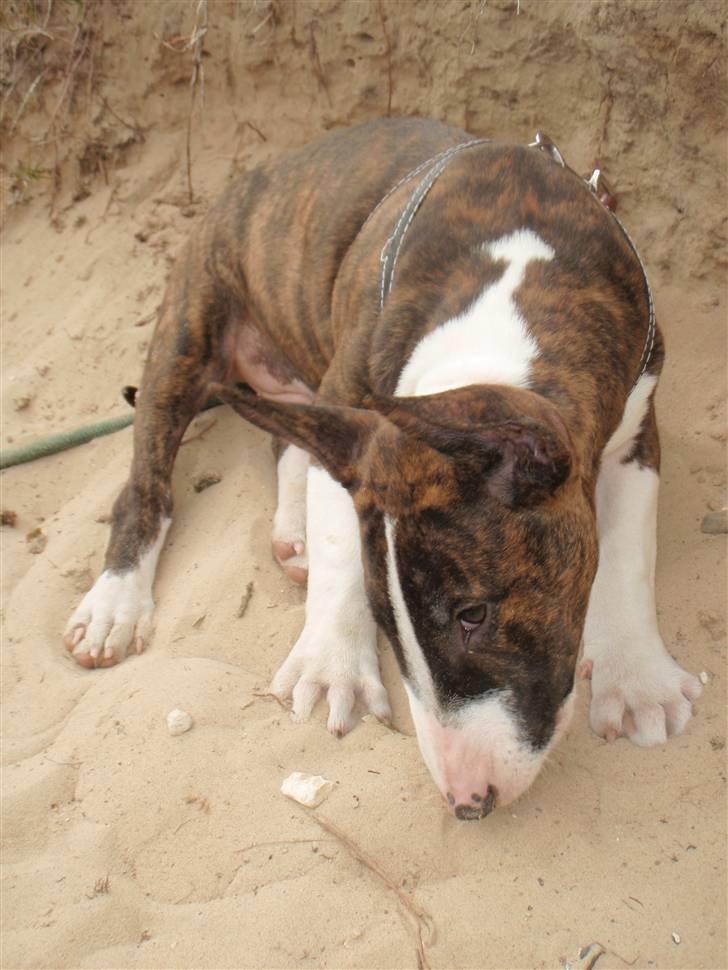 Bullterrier Hemingway  billede 6