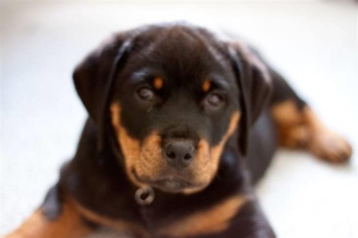 Rottweiler Von Hause Nomis Itaz RIP billede 1