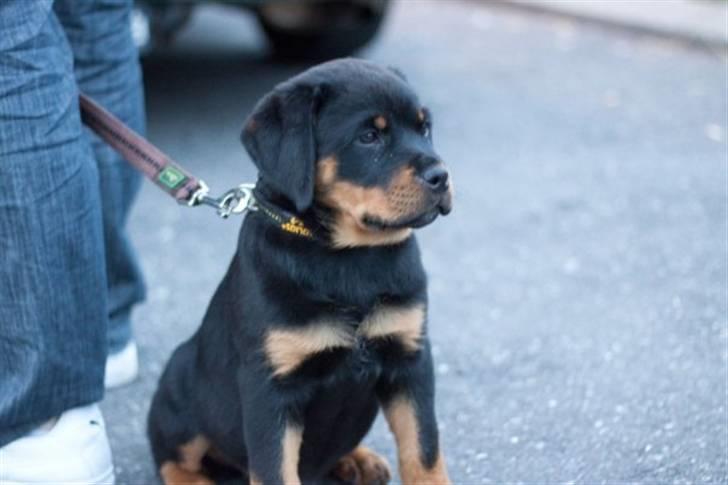 Rottweiler Von Hause Nomis Itaz RIP billede 2