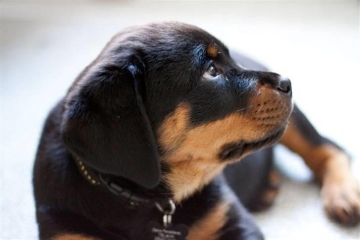 Rottweiler Von Hause Nomis Itaz RIP billede 3