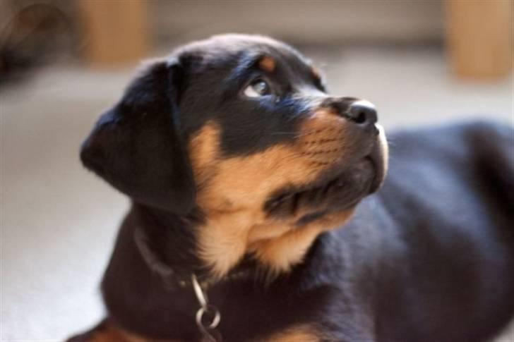 Rottweiler Von Hause Nomis Itaz RIP billede 4