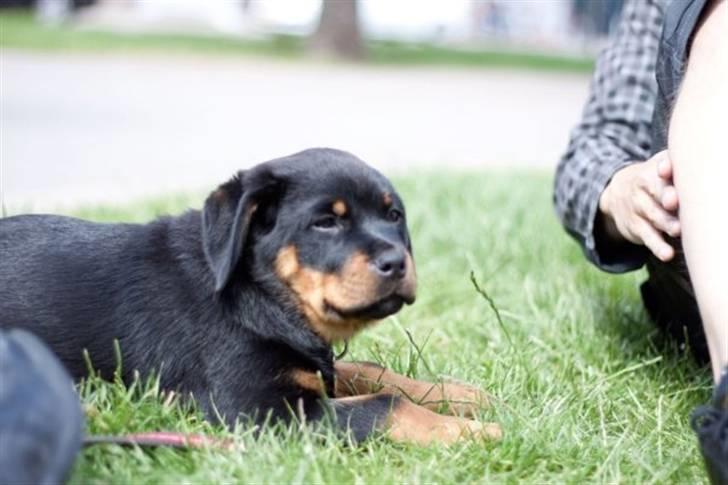 Rottweiler Von Hause Nomis Itaz RIP billede 5