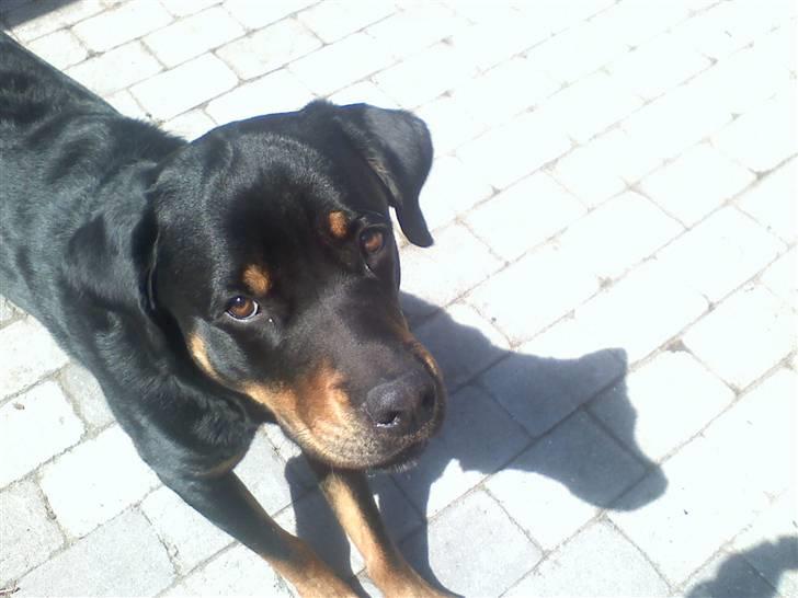 Blanding af racer Chicco - Velkommen til Chicco´s profil :) billede 1