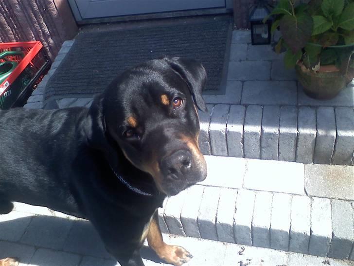 Blanding af racer Chicco billede 2