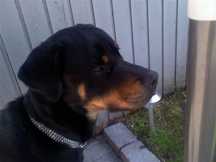 Blanding af racer Chicco billede 3