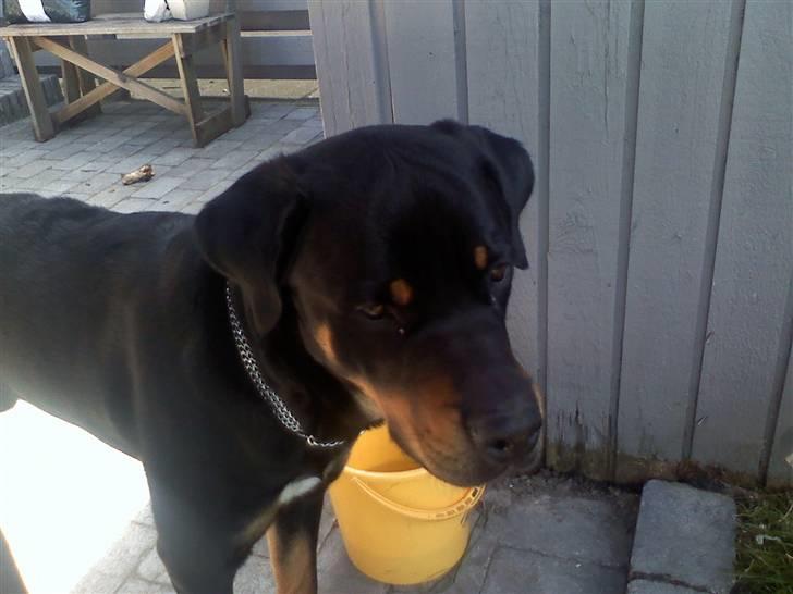 Blanding af racer Chicco billede 4