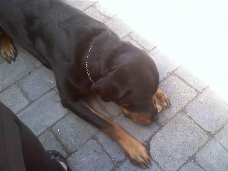 Blanding af racer Chicco billede 5