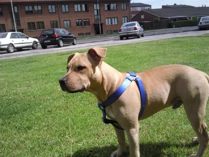 Blanding af racer Joe (himmelhund) - 26/6-09 :) 5 måneder. min store dreng <333 billede 10