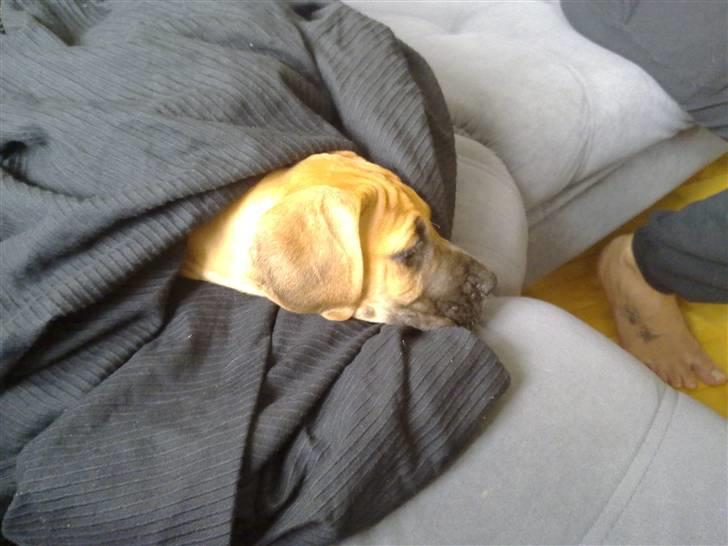 Grand danois Canto #solgt# billede 2