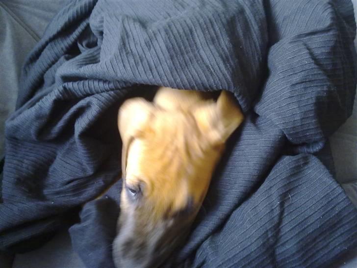 Grand danois Canto #solgt# billede 3