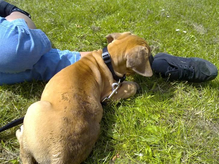 Grand danois Canto #solgt# billede 4