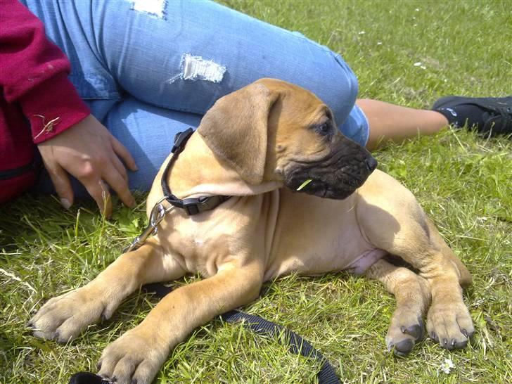 Grand danois Canto #solgt# billede 5