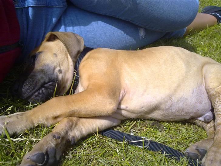 Grand danois Canto #solgt# billede 6