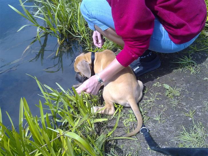 Grand danois Canto #solgt# billede 7