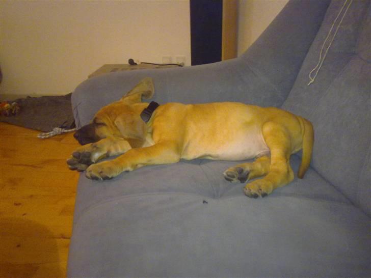 Grand danois Canto #solgt# billede 8